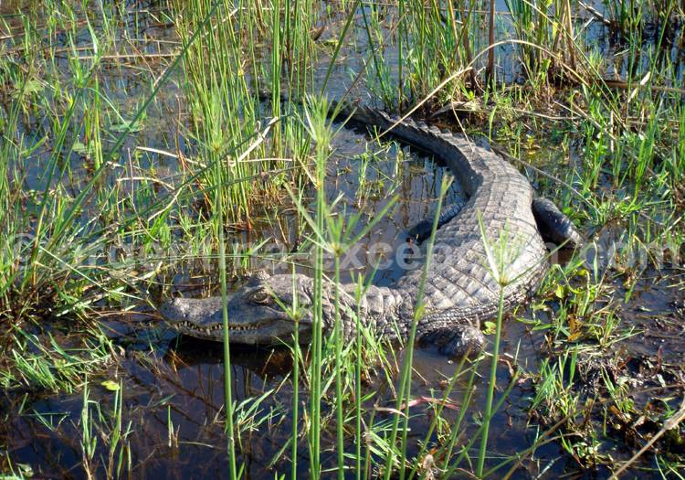 Excursion Esteros del Ibera Excursion Esteros del Ibera
