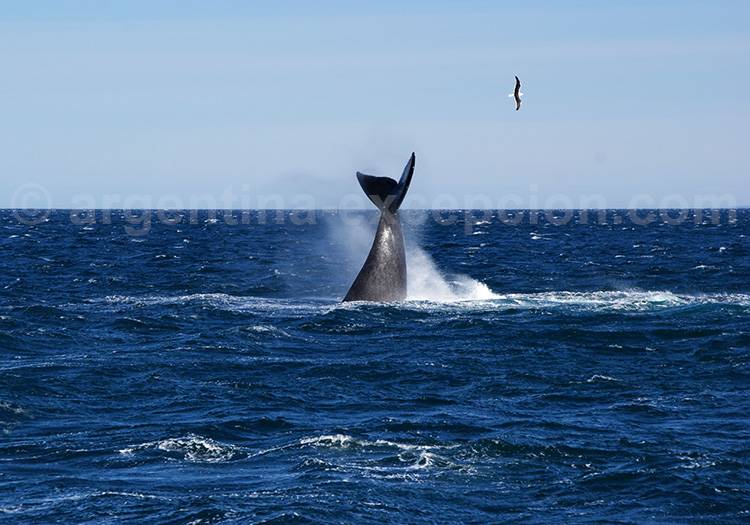 Baleine franche australe, péninsule Valdès Baleine franche australe, péninsule Valdès