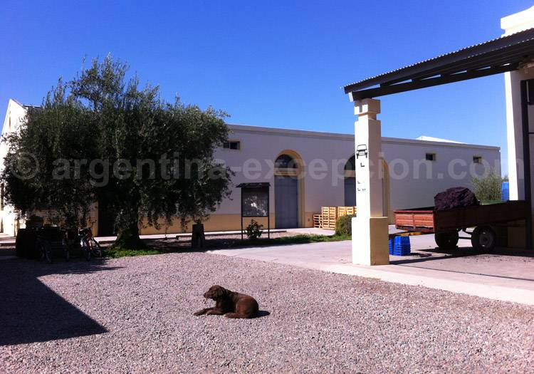 Visiter la bodega CarinaE, Maipú, Argentine avec l'agence de voyage Argentina Excepción Visiter la bodega CarinaE, Maipú, Argentine avec l'agence de voyage Argentina Excepción