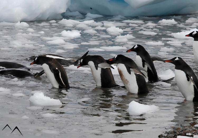 Groupe de manchots empereurs, Croisière Antarctique Groupe de manchots empereurs, Croisière Antarctique