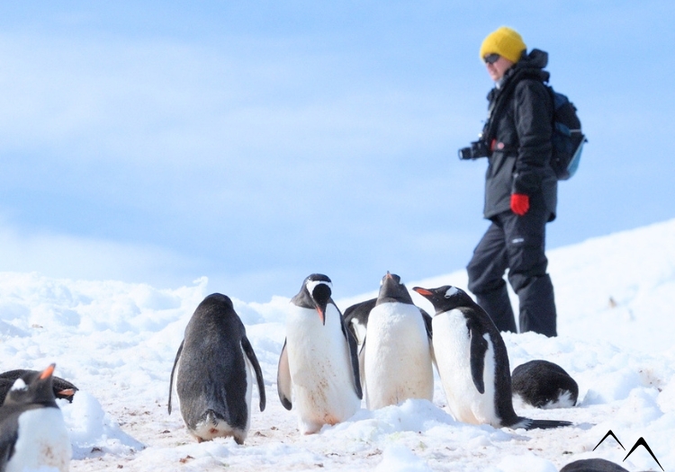 Manchots empereurs, Antarctique Manchots empereurs, Antarctique