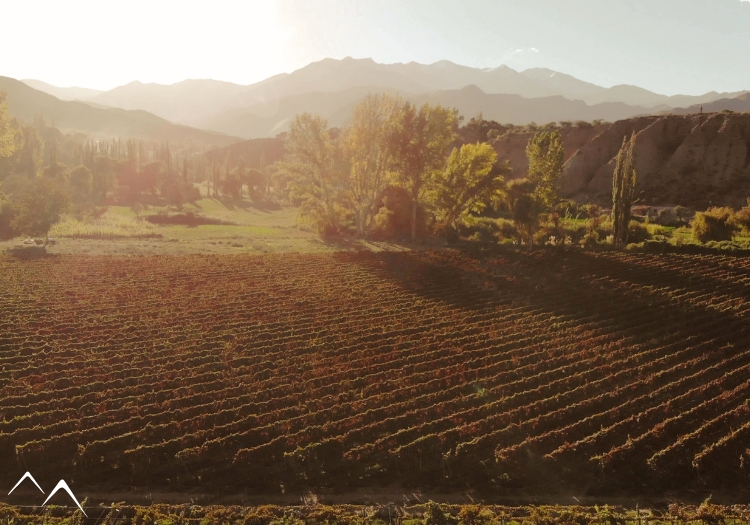 Vignes de la Bodega Isasmendi, Cachi, Argentine Vignes de la Bodega Isasmendi, Cachi, Argentine