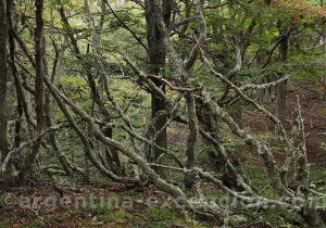 Arbres parc national Terre de Feu