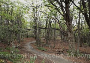 Chemin parc national Terre de Feu