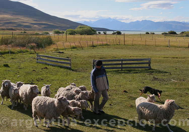 Moutons dans les champs d'Argentine
