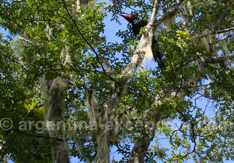 Pic vert en Terre de Feu Pic vert en Terre de Feu