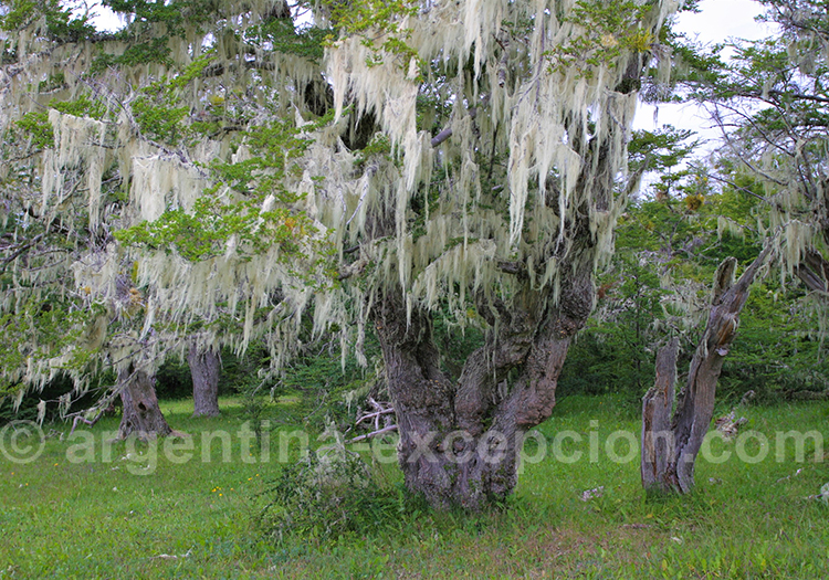 Ñires du parc Terre de Feu Ñires du parc Terre de Feu